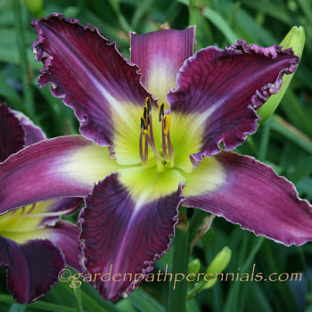 Daylily - hd