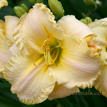 Daylily - Origami Pink Wink