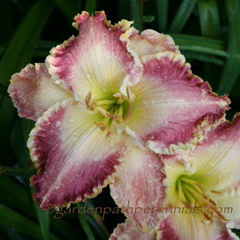 Daylily - Pinwheel Patty