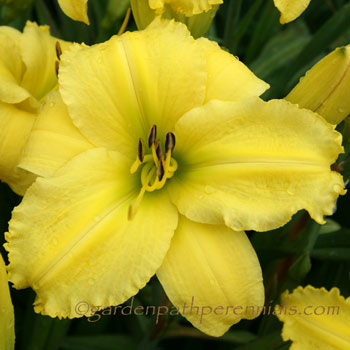 Daylily - Sun Temple Spirit*