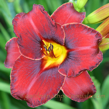 Daylily - Year of the Dragon