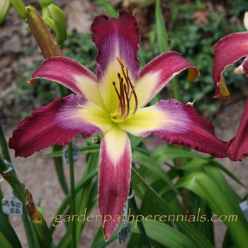 Daylily - o