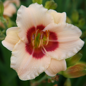 Daylily - Brilliant Circle