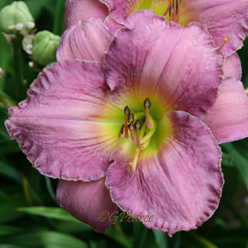 Daylily - Age of Aquarius*