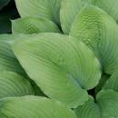 H. 'Sea White Gold'