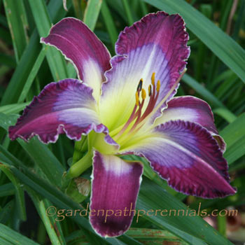 Daylily - gc