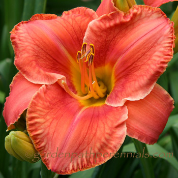 Daylily - Firestorm Fandango