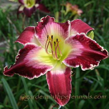 Daylily - zm