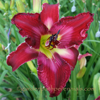 Daylily - pd