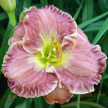 Seedling