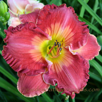 Seedling