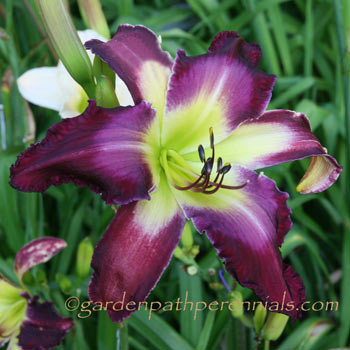 Daylily - na