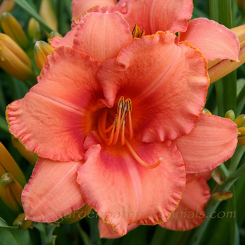 Daylily - Sailor Sky