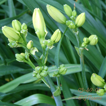 Bud Load