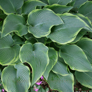 Hosta - H. 'Abba Dabba Do'