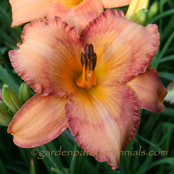 Daylily - pd