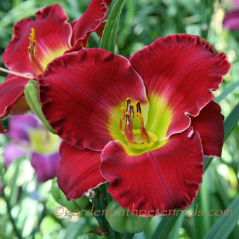 Daylily - pe