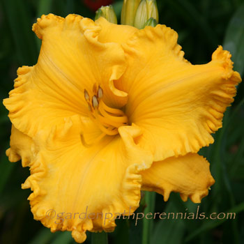 Daylily - Pearce Sdlg 06-32-05