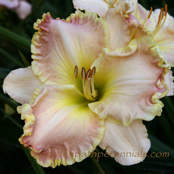 Daylily - Vintage Glamour