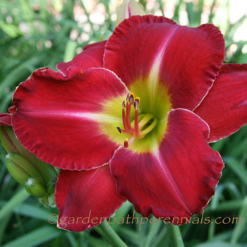 Daylily - yt