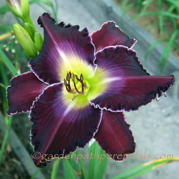 Daylily - ma