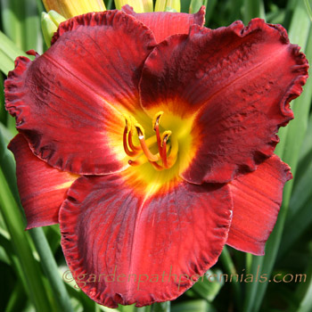 Daylily - Red Tapestry