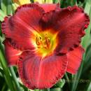 Red Tapestry