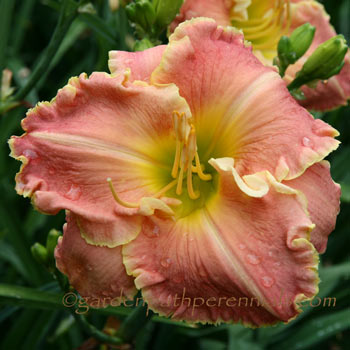 Daylily - Fluent in French