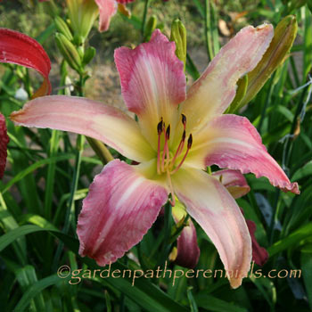 Daylily - zk