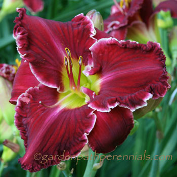 Daylily - y