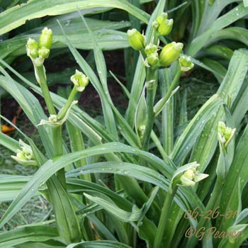 Scapes + Rebloom