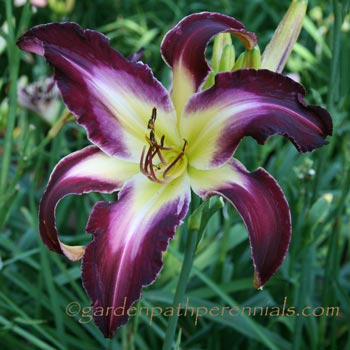 Daylily - xm