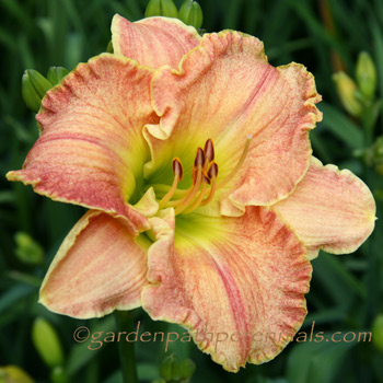 Daylily - zp