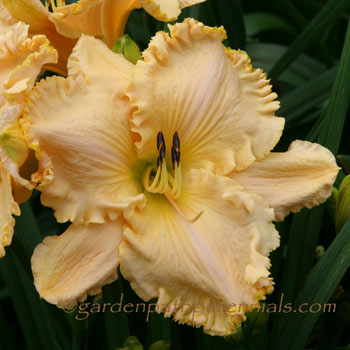 Daylily - The Waltz Goes On