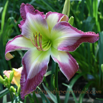 Daylily - ka