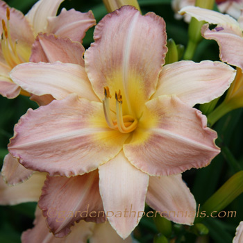 Daylily - Flutterfest