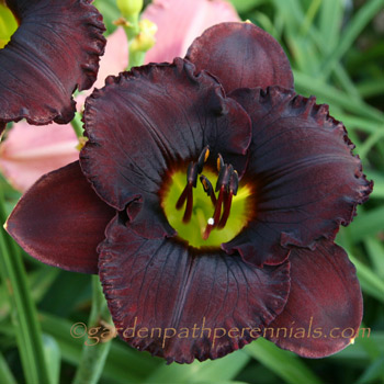 Daylily - Lightning Bug Lane