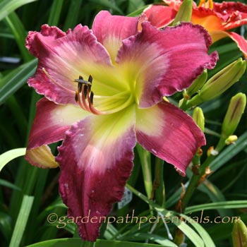 Daylily - zu