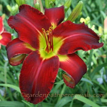 Daylily - kd