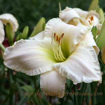 Daylily - Palladian White