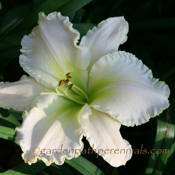 Daylily - yg