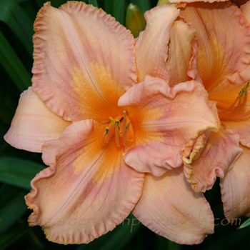 Daylily - Pearce Sdlg 97-01-09