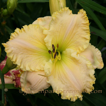 Daylily - vat