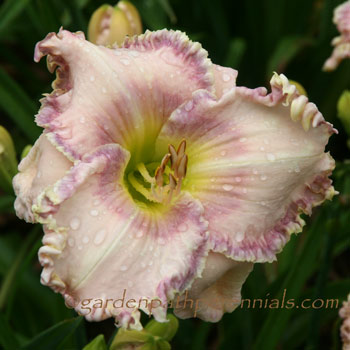 Daylily - Calypso Charm