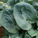 H. 'Millennium'