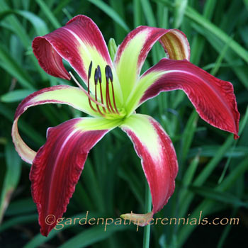 Daylily - nb