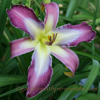 Daylily - Blue Jean Chic