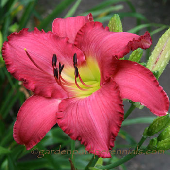 Daylily - hse