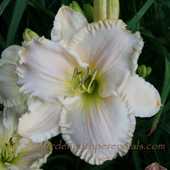 Daylily - Mizzen Moonsail