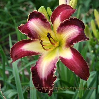 Daylily - ha